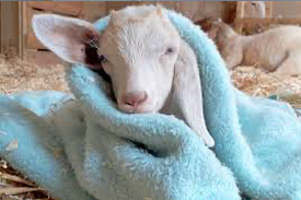 Animal Service and Rescue goat blanket