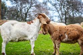 Animal Service and Rescue goats