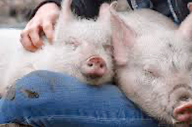 Animal Service and Rescue pigs